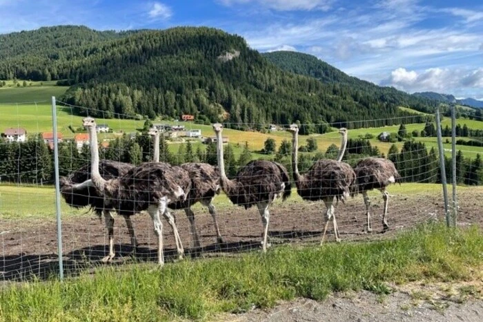 Weitere Bilder vom Straußenhof.
