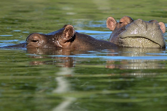 ... 2009 der Abschuss des zwei Tonnen schweren Bullen "Pepe" zum Drama. Der Bulle war drei Jahre zuvor mit "Matilde" aus dem Zoo ...  