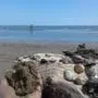 Italien Strand sand Muscheln meer