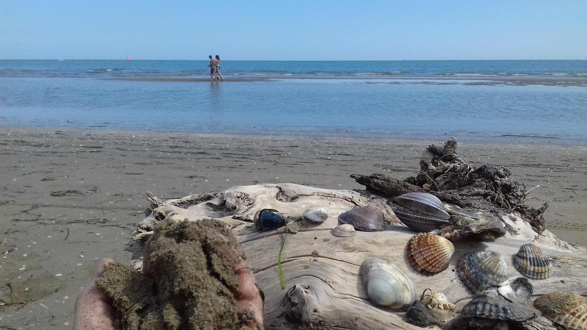 Auf der Insel gibt es zahlreiche Muscheln (Symbolfoto)