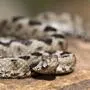 Eine Hornotter, auch Hornviper genannt, dürfte das Mädchen gebissen haben