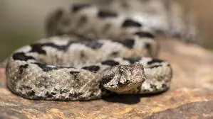 Eine Hornotter, auch Hornviper genannt, dürfte das Mädchen gebissen haben