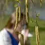 Eine Frau schnäuzt sich vor einem Baum mit Birkenpollen | Ein Birkenkätzchen kann fünf Millionen Pollenkörner freisetzen