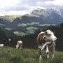 Die Landwirtschaft in Österreich sorgt für Ernährungssicherheit und Landschaftspflege