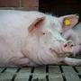 Schwein | 2022 einigte sich die Regierung auf ein Verbot von Vollspaltenböden.