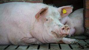 Schwein | 2022 einigte sich die Regierung auf ein Verbot von Vollspaltenböden.