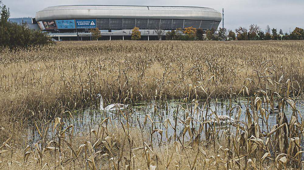 Wasservögel freuen die zusätzlichen Seen entlang der Sattnitz. Ab kommendem Herbst wird an einer Lösung gebaut