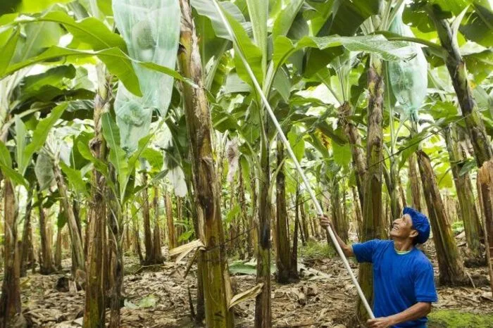 Im Bereich der Dessertbananen wird im Grunde nur die Sorte "Cavendish" angebaut.
