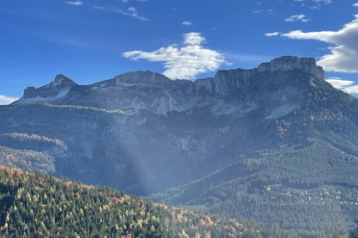 Der 80 Jahre alte Baum wurde in rund 1300 Meter Seehöhe in Altaussee geerntet