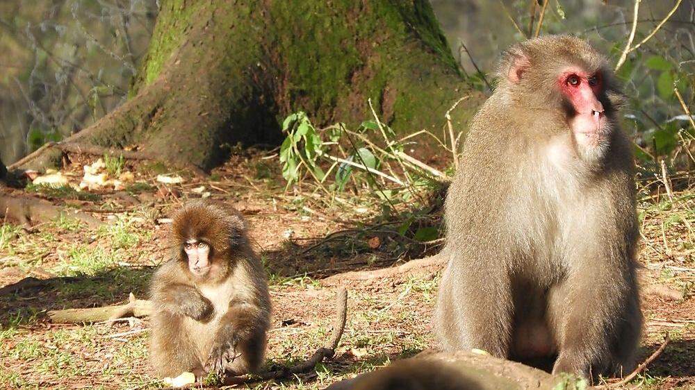 170 Japanmakaken leben auf derzeit vier Hektar auf dem Affenberg Landskron. Weitere drei Hektar sollen für die Primaten erschlossen werden 