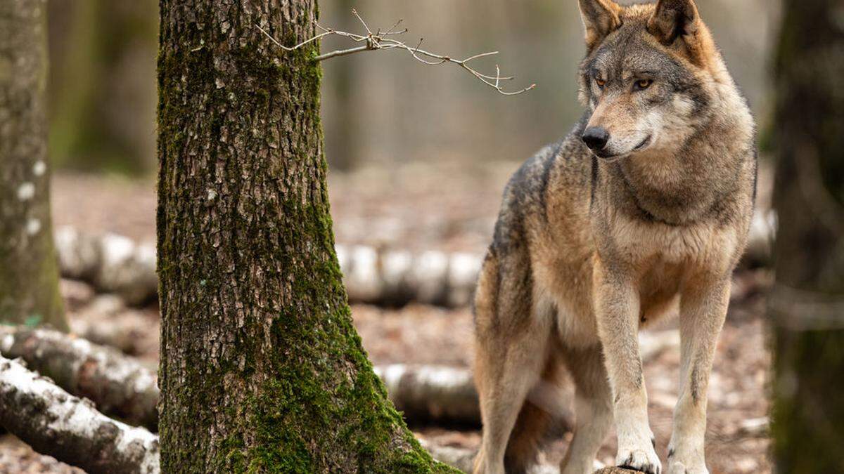 In diesem Fall wanderte der Wolf von Italien ins Gailtal