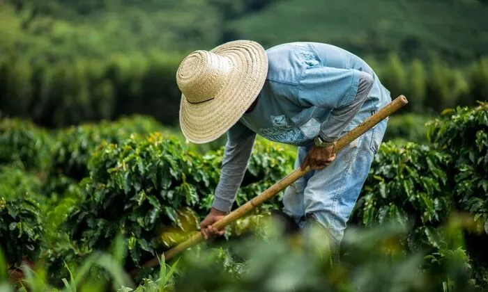 Die Farmer:innen im AAA-Programm werden dabei unterstützt, ihren Kaffee nachhaltig anzubauen