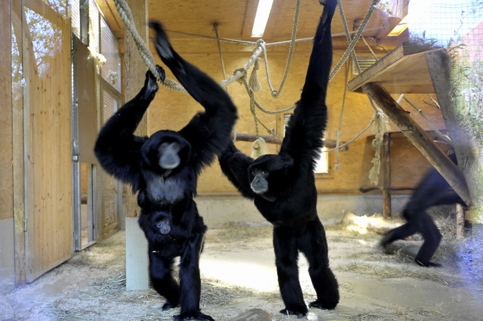 Das Jubiläum wird am 1. Oktober mit einem Fest in der Tierwelt Herberstein gefeiert. Der Eintritt ist an diesem Tag für alle Besucher frei.