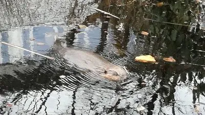 Viele Schaulustige beobachteten und fotografierten das Tier, dass sich im Biotop des Gymnasiums niederließ