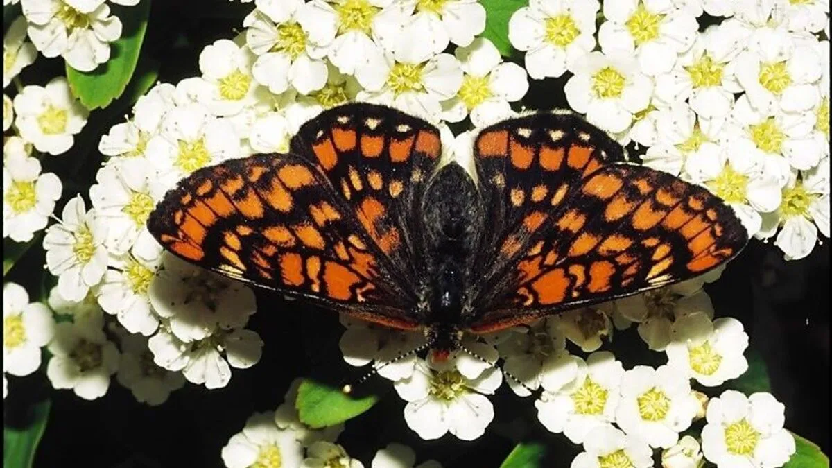 Eine Rarität: Der Eschen-Scheckenfalter 