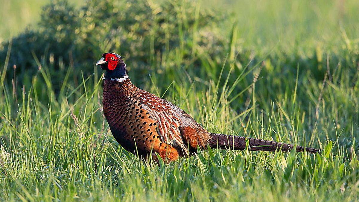 Der Verein gegen Tierfabriken wollte in Allerheiligen eine Fasanenjagd dokumentieren