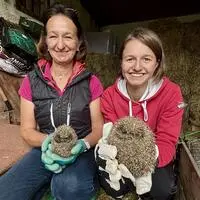 Michaela Machnitsch und ihre Tochter Luisa kümmern sich gemeinsam um verletzte und geschwächte Igel