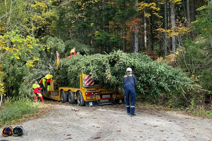 Für den Transport des Baumes musste die Forstraße auf den Loser zum Teil sogar verbreitert werden