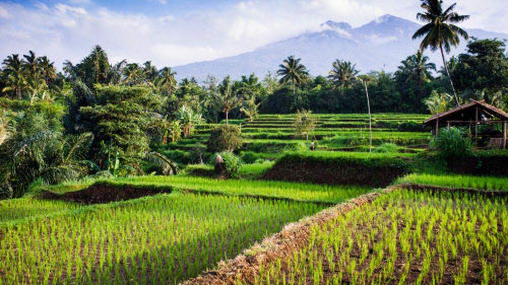 Saftig grüne Reisfelder liegen auf Lombok dem Mount Rinjani zu Füßen. Er ist der zweithöchste Vulkan Indonesiens