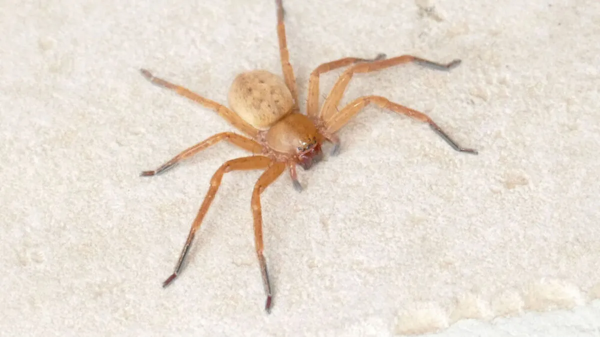 Die Braune Jägerspinne ist Neo-Österreicher