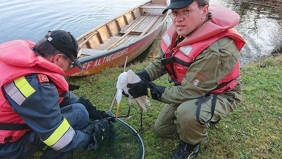 Drei Kameraden der Feuerwehr Altneudörfl befreiten den Silberreiher