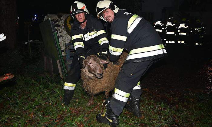 Die 40 Schafe wurden gerettet