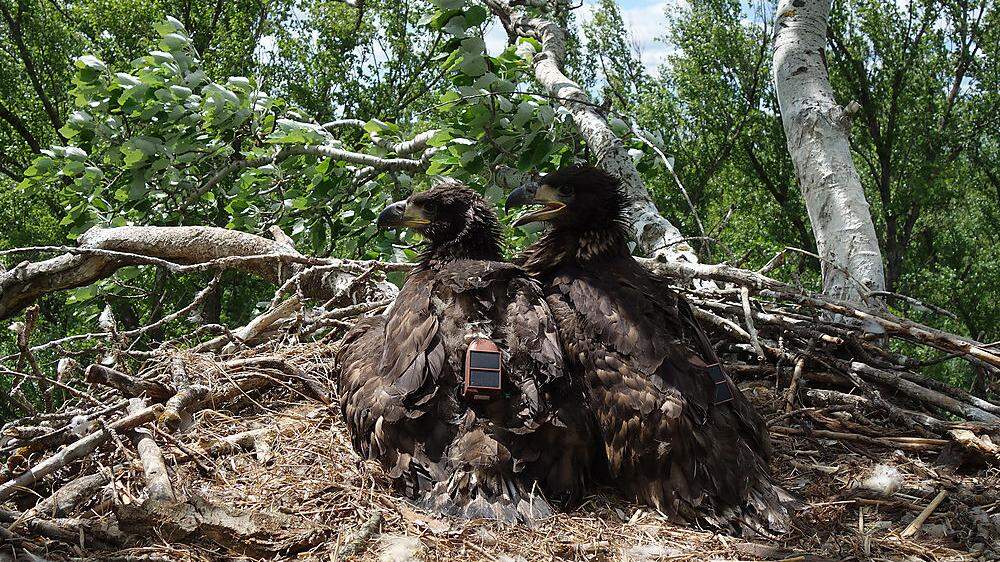 Zwei weibliche und zwei männliche Jungadler wurden im Frühling von Experten mit Sendern ausgestattet