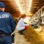 Eine Amtstierärztin mit Polizei im Stall | Nur wenn die Polizei vor Ort ist, gewährt der Landwirt der Amtstierärztin Zutritt zum Stall (Symbolbild)