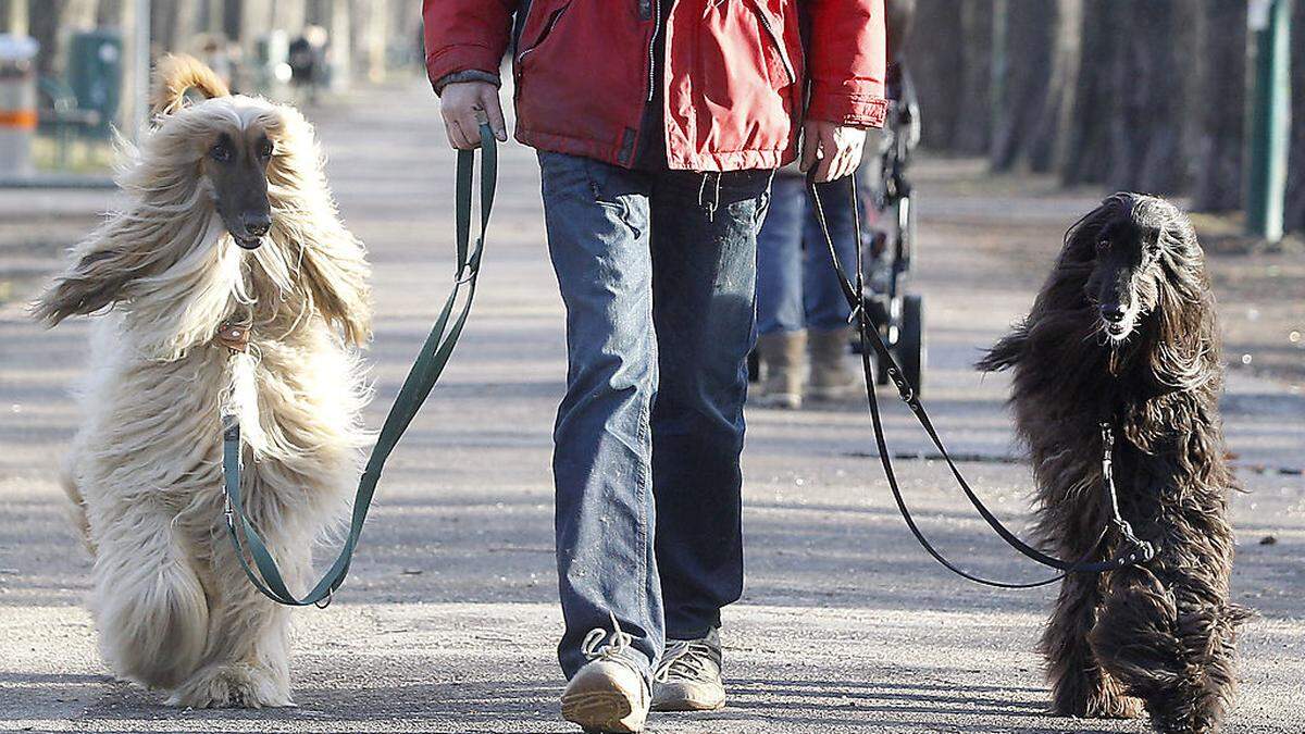 Tierheim-Hunde freuen sich über Menschen, die sie zu Spaziergängen abholen