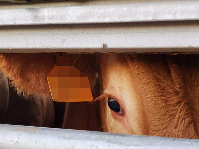 Auch österreichische Rinder werden nach der Mast in Spanien mit Tiertransportschiffen in Länder wie den Libanon gebracht