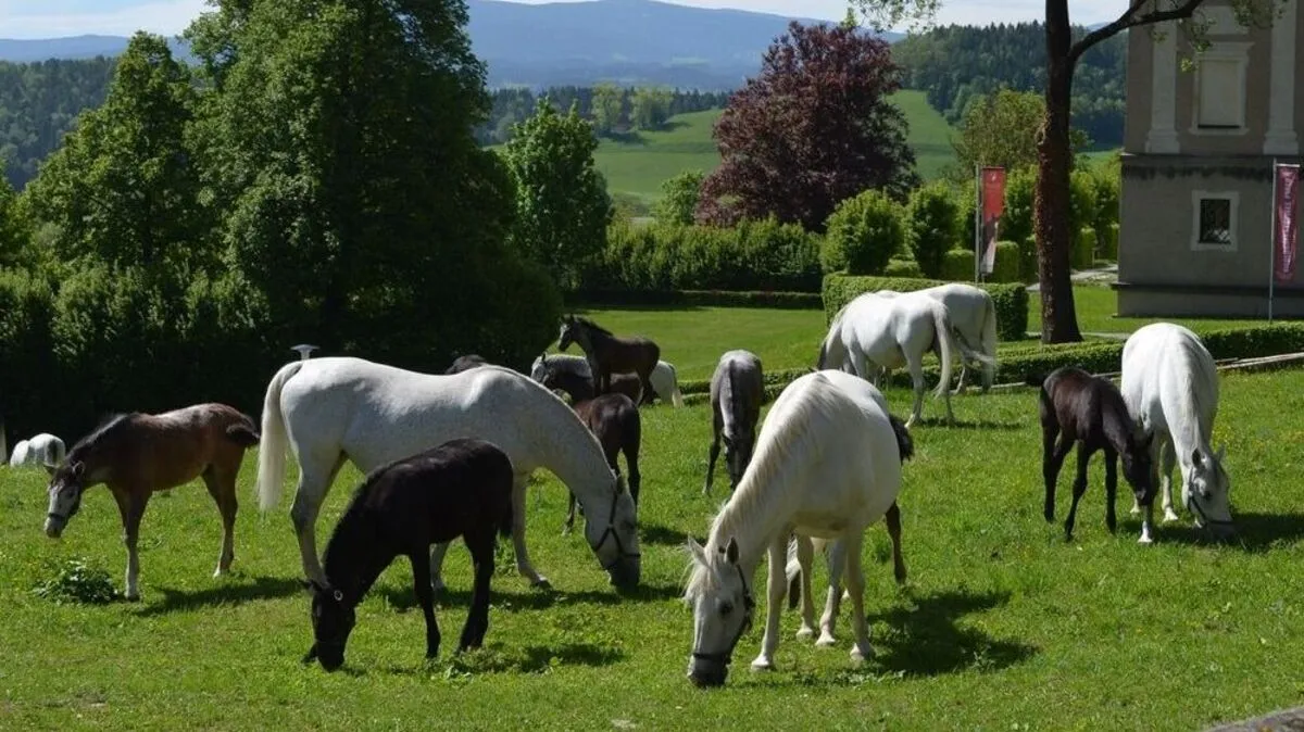 Ein Picknick mit Blick auf die Mutterstuten und ihre Fohlen bietet das Gestüt Piber ab 16. Mai an