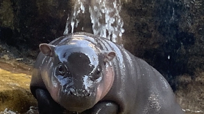 Das wenige Tage alte Nilpferd-Baby im Zoo von Taipei tut alles, damit Mami es beachtet. Und staubt am Ende ein Bussi ab.