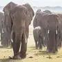 Herd of Elephants at Amboseli National Park, formerly Maasai Amboseli Game Reserve, is in Kajiado District, Rift Valley Province in Kenya. The ecosystem that spreads across the Kenya-Tanzania border.