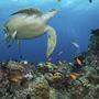 Das Great Barrier Reef scheint sich zu erholen - doch Forscher warnen vor zu viel Optimismus