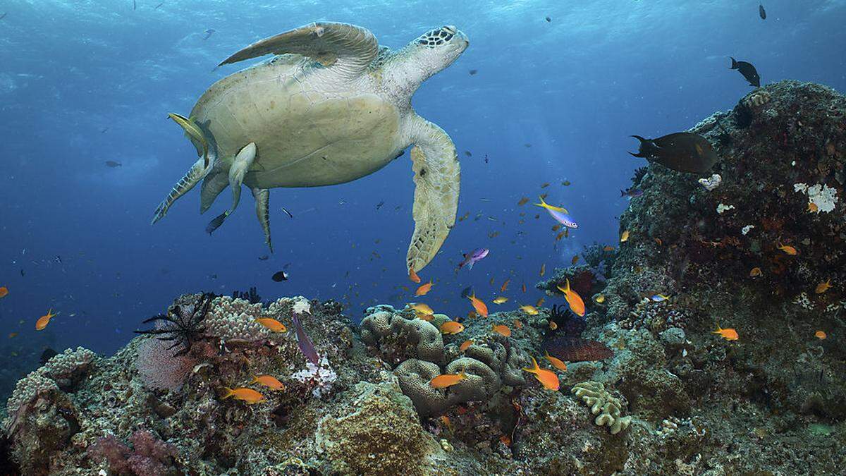 Das Great Barrier Reef scheint sich zu erholen - doch Forscher warnen vor zu viel Optimismus