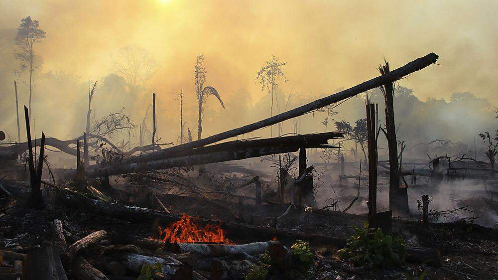 Tag des Amazonas: Die Wälder brennen weiter