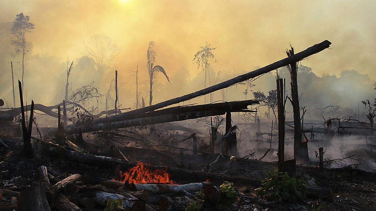 Tag des Amazonas: Die Wälder brennen weiter