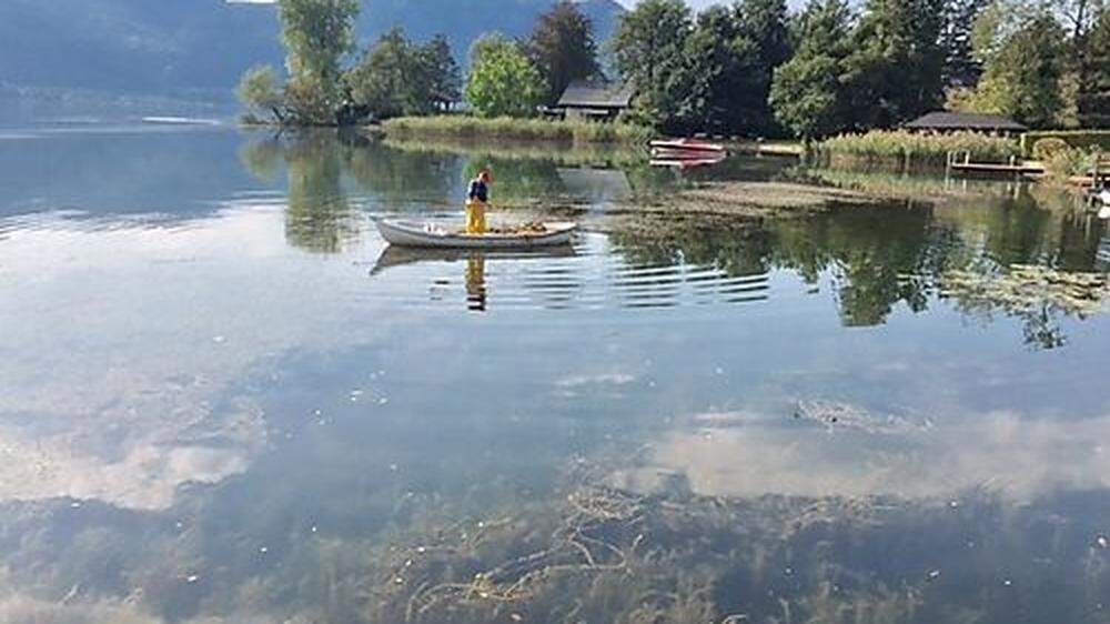 Enorme Mengen an Schlingpflanzen breiten sich im Ossiacher See aus