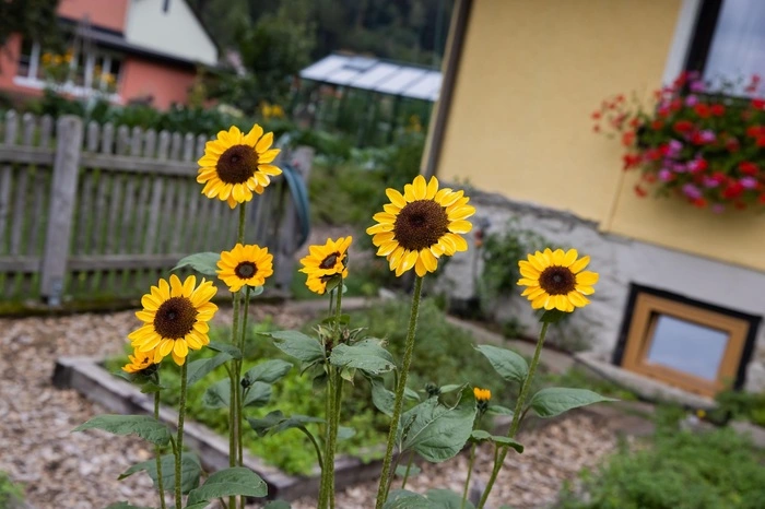 ... und weitläufigen Hügelbeeten auf insgesamt rund 1200 Quadratmetern angelegt, die vielseitig nutzbar, ökologisch und zudem noch äußerst ertragreich ist.