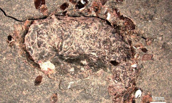 So sieht fossiler Fischkot aus