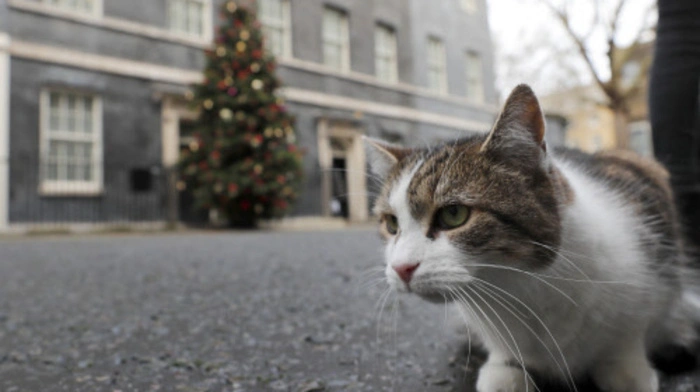 Seit zehn Jahren dienen Großbritanniens Regierungschefs mit - manche sagen: unter - Kater Larry. Längst gilt der "Chief Mouser", der "Oberste Mausefänger", in London als Premierminister der Herzen. An diesem Montag feiert Larry sein Dienstjubiläum - am 15. Februar 2011 spazierte das Tier zum ersten Mal in seinen Amtssitz: 10, Downing Street. Larry kam aus dem Londoner Tierheim Battersea.