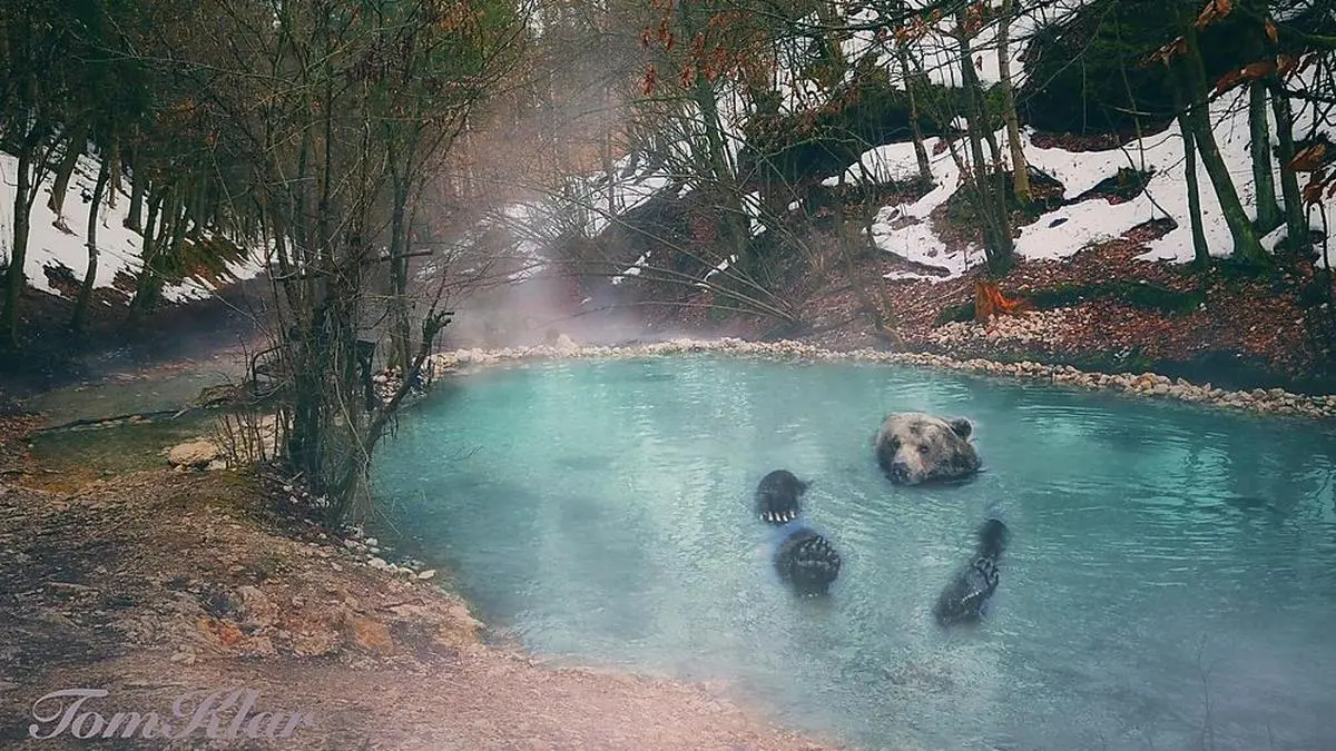 Via Facebook verbreitete sich das Foto des badenden Bären