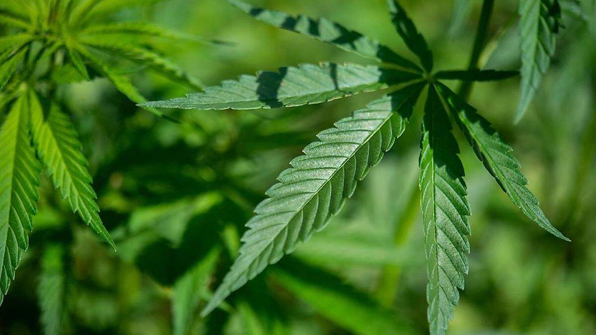 Obersteirer baute professionell Cannabis an (Sujetbild)