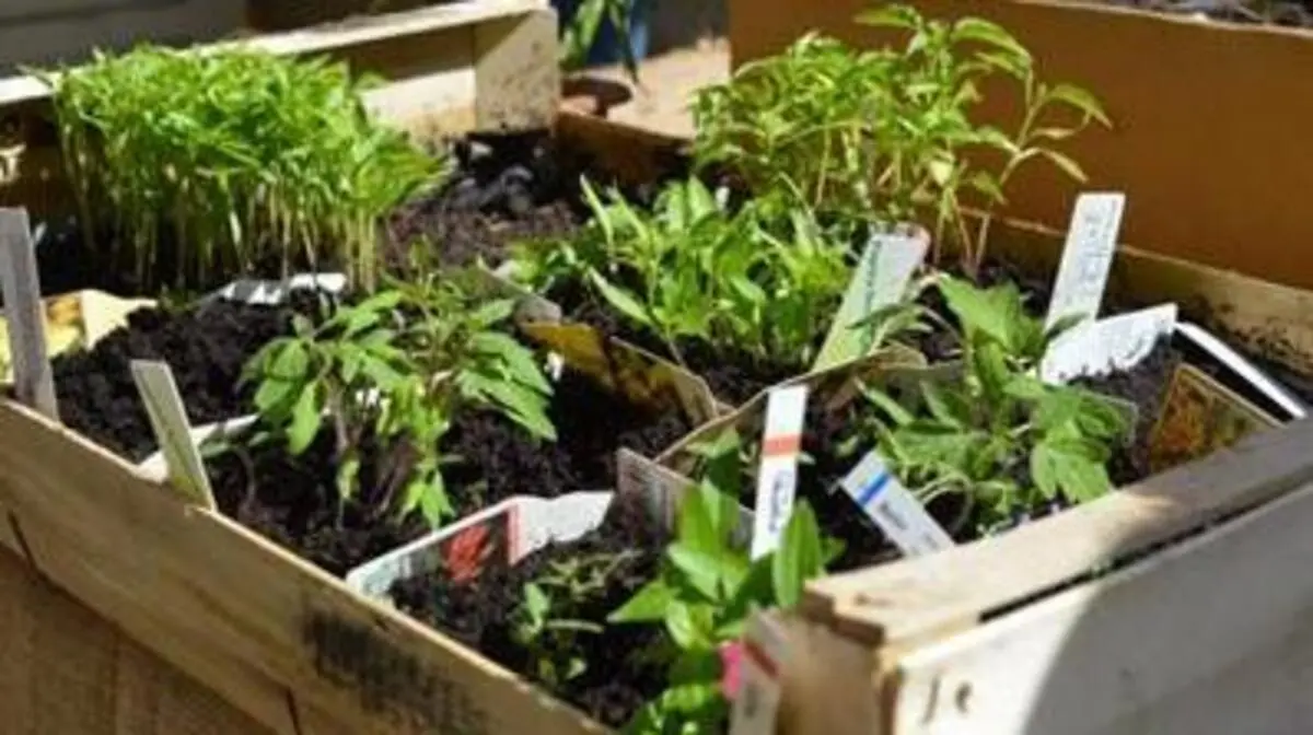 Getauscht werden können Samen, Stecklinge, Jungpflanzen sowie Garten- und Zimmerpflanzen (Sujetbild)