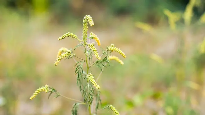 Ambrosia in einem Feld