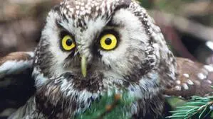 Der Raufußkauz lebt in Misch- und Nadelwäldern auf rund 800 bis 1500 Metern Höhe