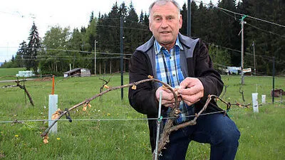Günther Steinwender mit den „erfrorenen“ Blüten (links) 