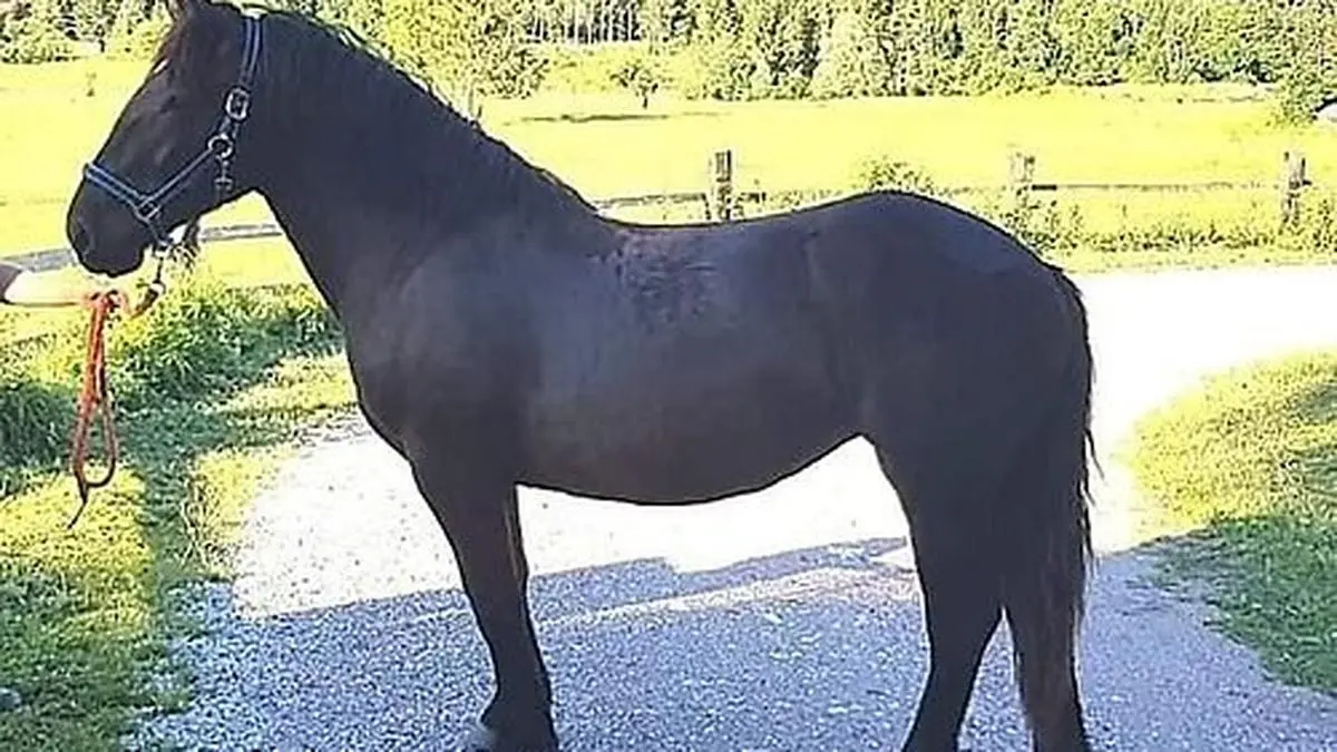 Diese Stute wurde gestohlen