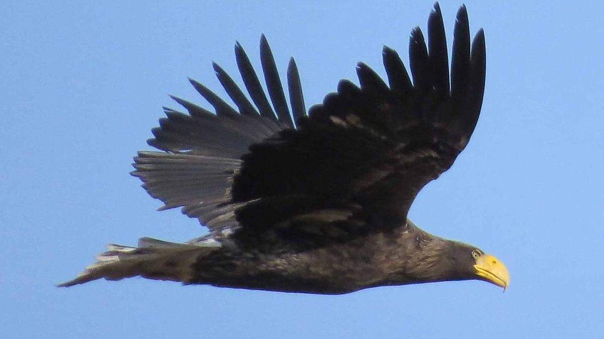 Noch immer &quot;flügge&quot;: Riesenseeadlerdame Maja wurde jetzt in Ungarn gesichtet