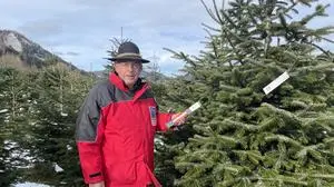 Karl Sackl in seinem Christbaumwald in St. Peter ob Judenburg